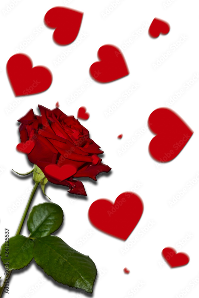 Fototapeta premium Red roses overlays. Well suited for weddings, birthdays, Christmas and more.