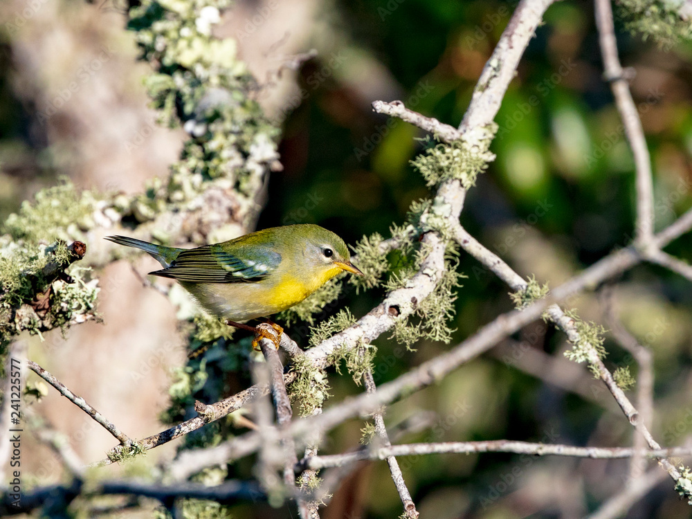 Fototapeta premium The strikingly beautiful Northern Parula songbird forages for insects in a live oak tree