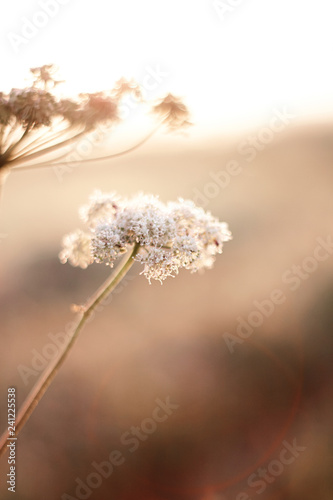 wild carrot flowers on the field brightly lit by the sun