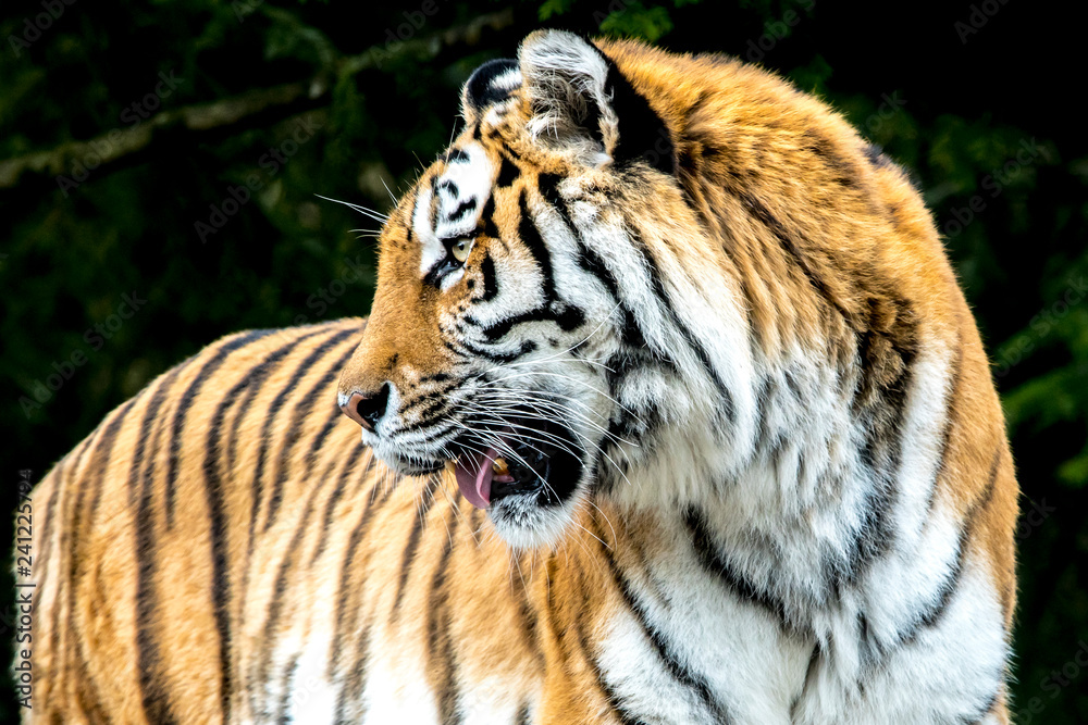 Obraz premium tiger portrait