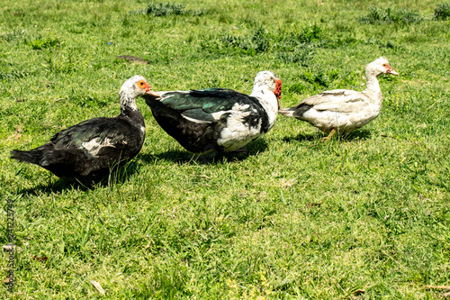 Three ducks on the grass during a sunny day.