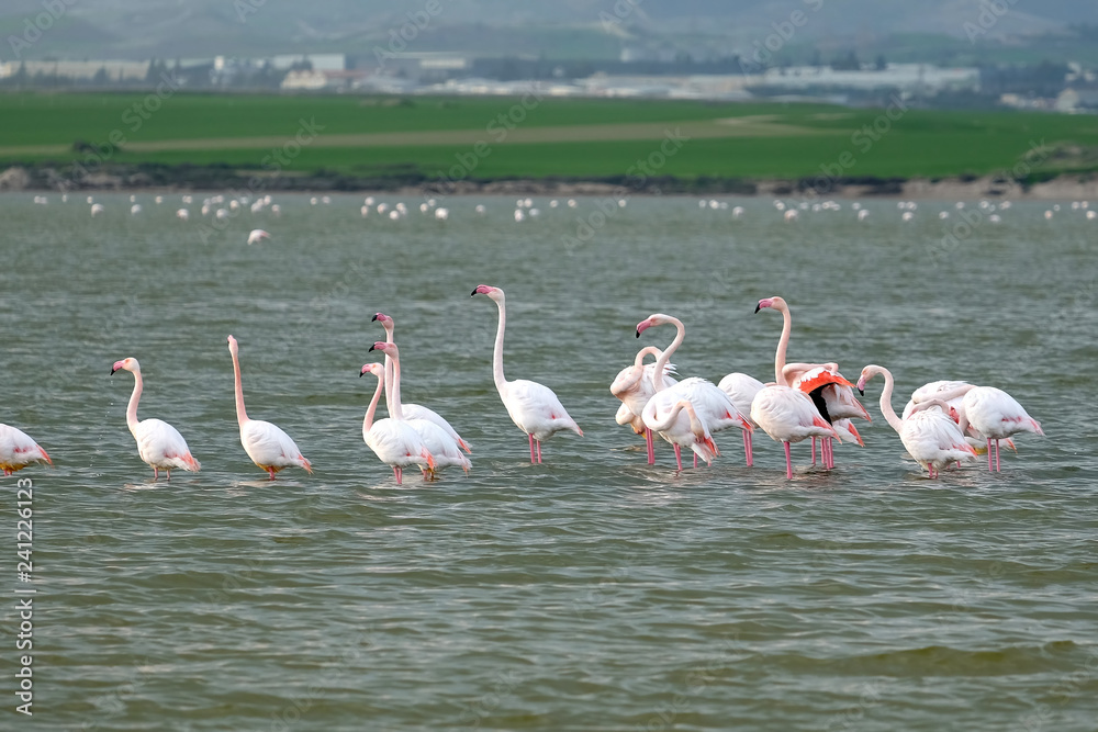 Group of pink flamingos on the Salt Lake in Larnaca, Cyprus, rests after a winter flight and feeds on Artemia crustaceans before mountains at far