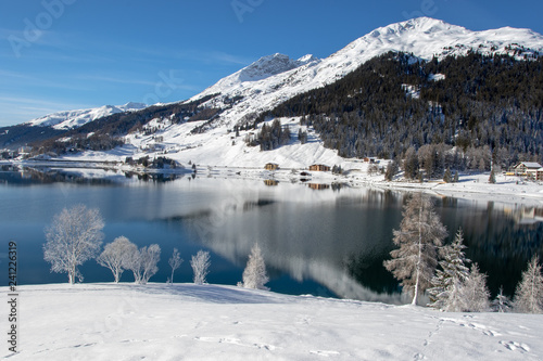 Frozen trees on Lake Davos, Switzerland © peterralph