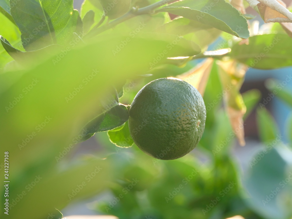 Green limes on a tree Green limes on a tree