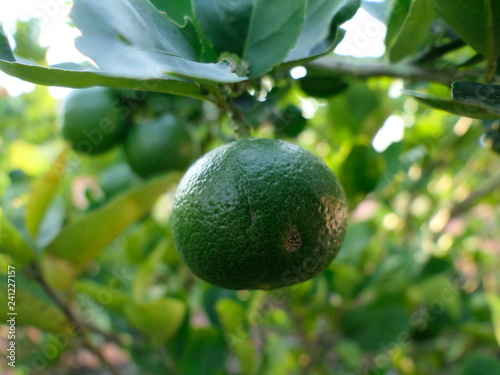Wallpaper Mural Green limes on a tree Torontodigital.ca