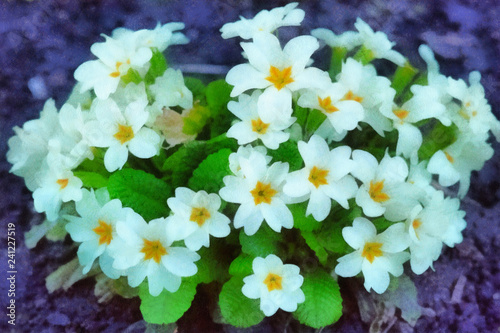 Watercolor drawing flowers Primula Vulgaris