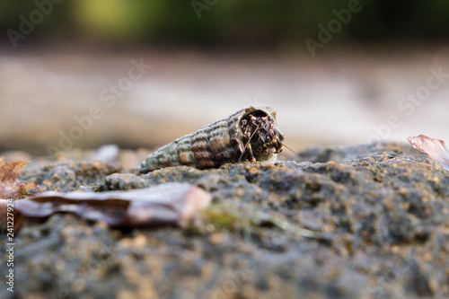 Close up of a Hermit crab in a horn shell walking across a rock at the sea shore.