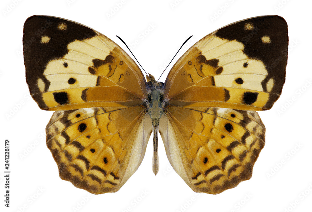 Obraz premium Butterfly Cupha erymanthis on a white background