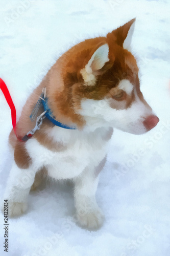 Watercolor drawing Husky Puppy Husky Puppy