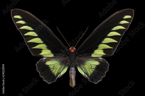 Butterfly Trogonoptera brookiana on a black background photo