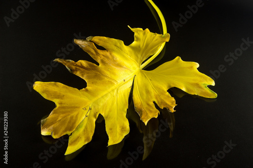 yellow autum leaf isolated on black 