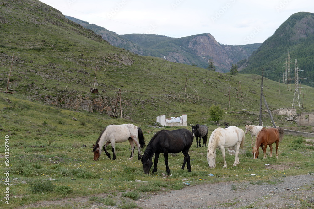 Fototapeta premium Horses on the outskirts of the village Aktash in the Altai Republic