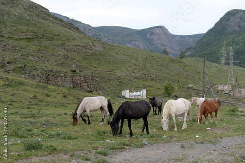 Horses on the outskirts of the village Aktash in the Altai Republic