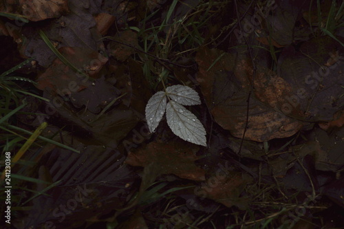 Ein Blatt im Herbst mit Regentropfen auf Laub