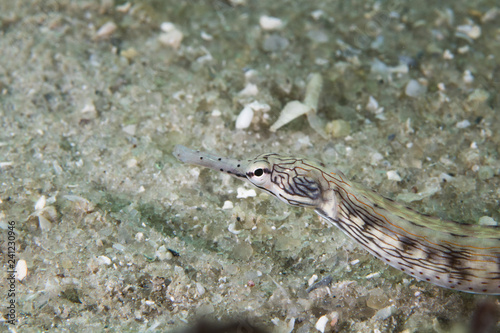 Close up of a Scribbled Pipefish (Corythoichthys) laying on the ocean floor. photo