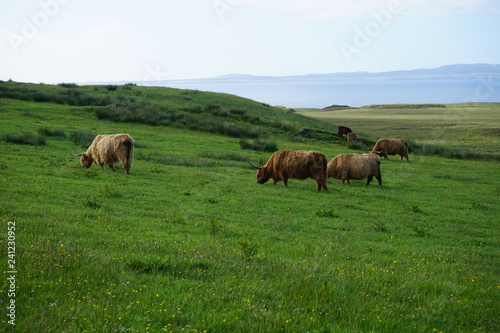 Highland Cows 1