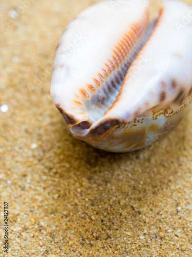 Dried Monetaria moneta shell on the sand