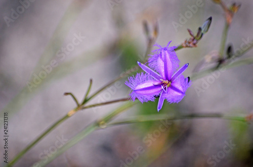 Australian native Common Fringe Lily, Thysanotus tuberosus, blooming in heath in the Royal National Park, Sydney, Australia photo