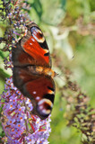 Schmetterlinge Deutschlands - Tagpfauenauge