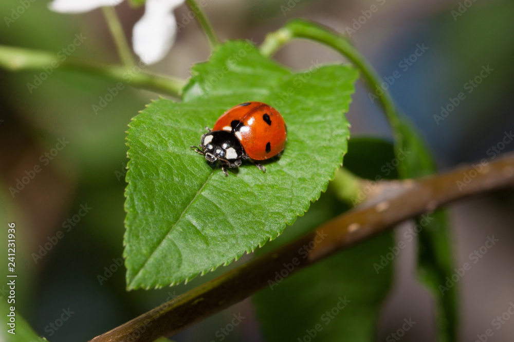 Beautiful ladybug is crawling on a green leaf of blooming bird cherry.