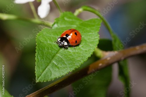 Beautiful ladybug is crawling on a green leaf of blooming bird cherry.