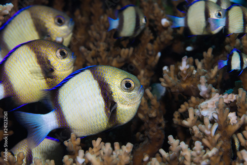 A Twobar Humbug - Indian Dascyllus (Dascyllus Carneus) fish hiding in the coral on the reef. A small, rounded, light colored body with two dark stripes and blue fins. photo