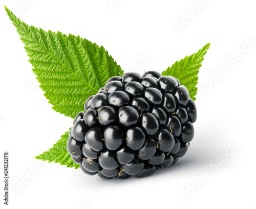 Isolated berry. One single fresh blackberry fruit with leaves isolated on white background, clipping path
