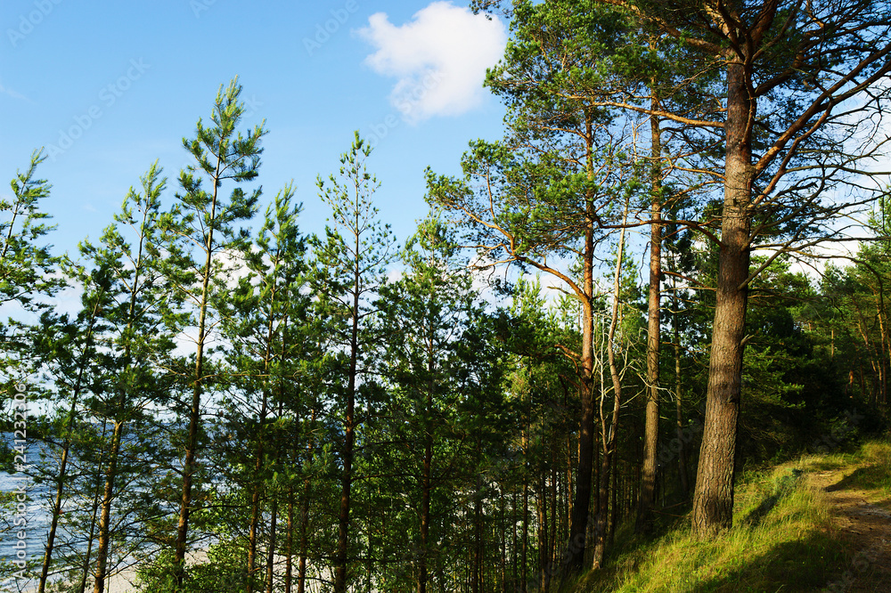 Scots or Scotch pine Pinus sylvestris trees growing on dunes by the Baltic sea. Stegna, Pomerania, Poland.