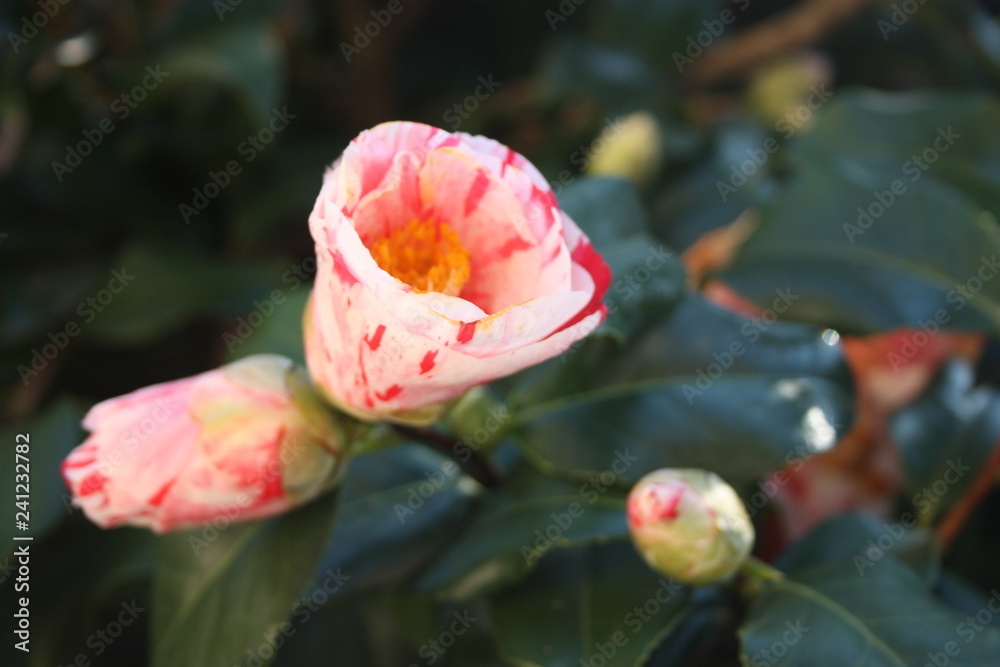 camellia plant in bloom. white and pink flowers with beautiful yellow pistils.