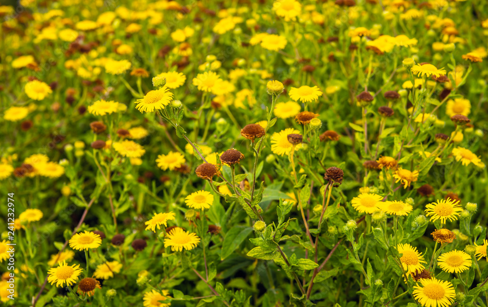 Budding, yellow flowering and overblown common fleabane plants in summertime Budding, yellow flowering and overblown common fleabane plants in summertime