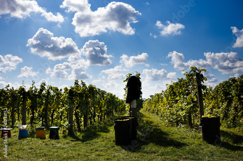 Vineyard during picking season
