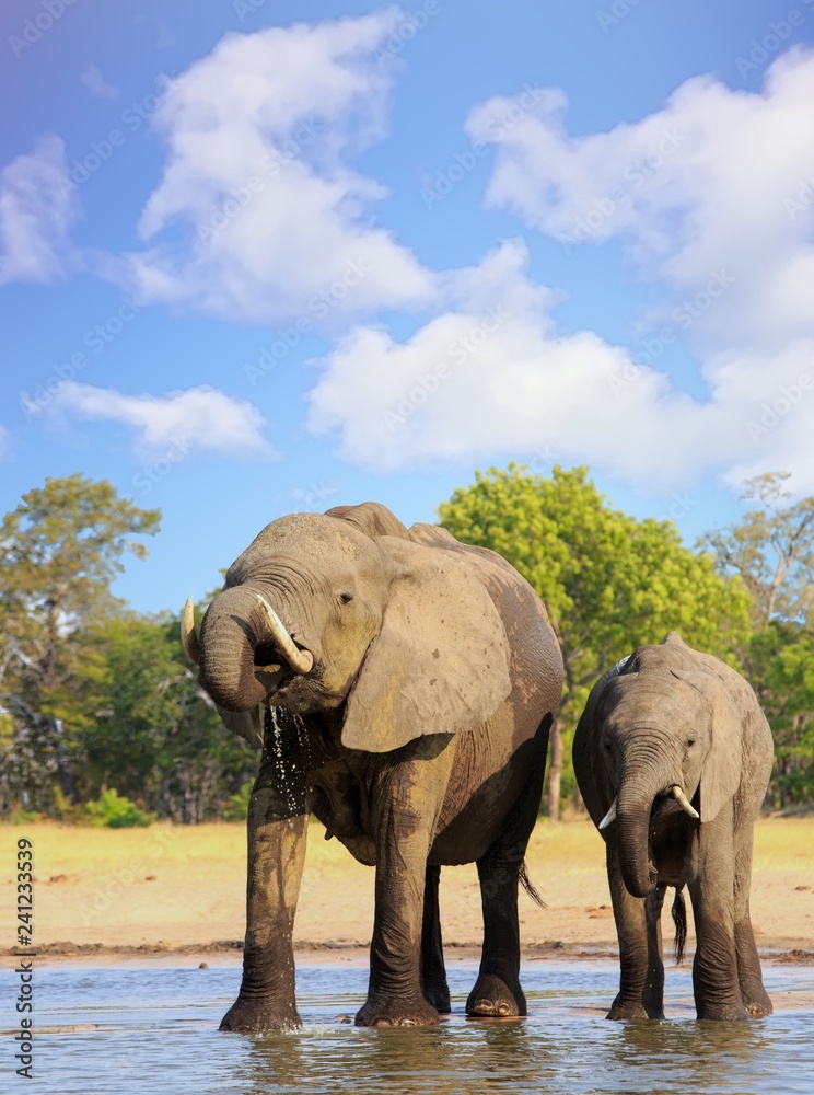 Naklejka premium Little and Large Elephant drinking at a waterhole, with trunk curled into mouth with water droplets dripping. Hwange National Park, Zimbabwe