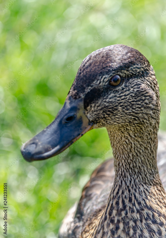 Ducks Ducks