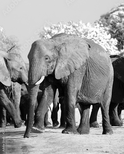 Black and white image of a large African Elephant at a waterhole in Hwange National Park  Zimbabwe