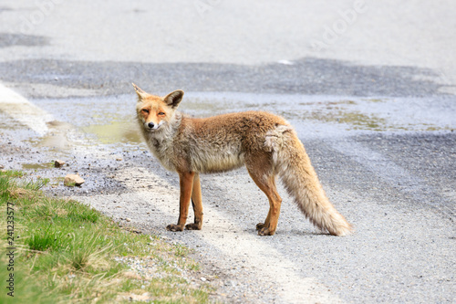 volpe sul ciglio della strada © Roberto Zocchi