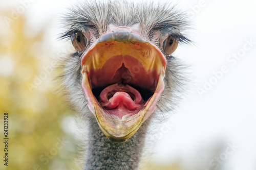 Angry Ostrich Close up portrait, Close up ostrich head (Struthio camelus) photo