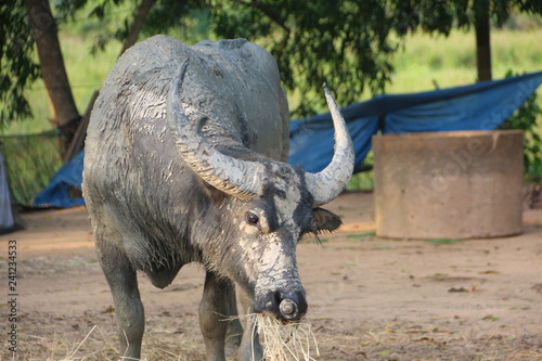 Thai buffalo eating food 