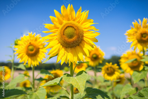 Sonnenblumen im Sommer in bester Bl  te