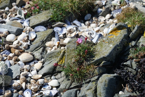 Rocks on the Beach 4