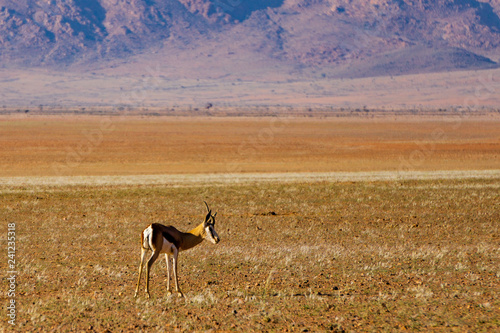 Springbok in the national park Namibia