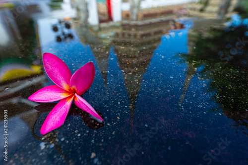 Photography Pink Plumeria flower dropped on the ground with water reflection effect by Wat Pho temple in Bangkok