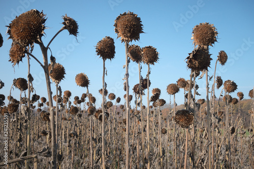 Konstfotografi Sonnenblumenfeld vertrocknet