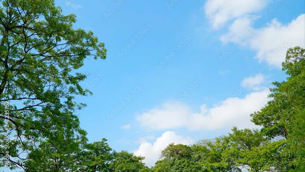 The beautiful time lapse of tree leaf on blue sky background The beautiful time lapse of tree leaf on blue sky background