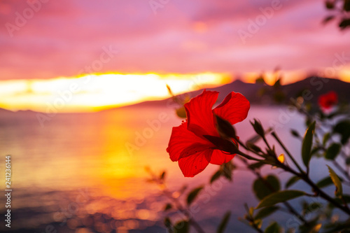 Fototapeta Naklejka Na Ścianę i Meble -  Tropical flowers
