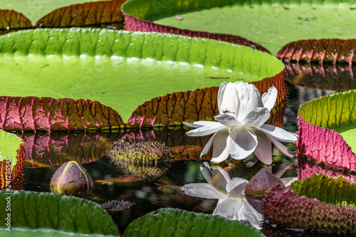 Lilly pads 