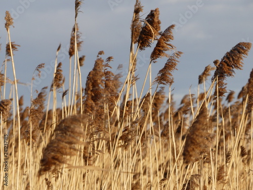 Schilf Neusiedlersee photo