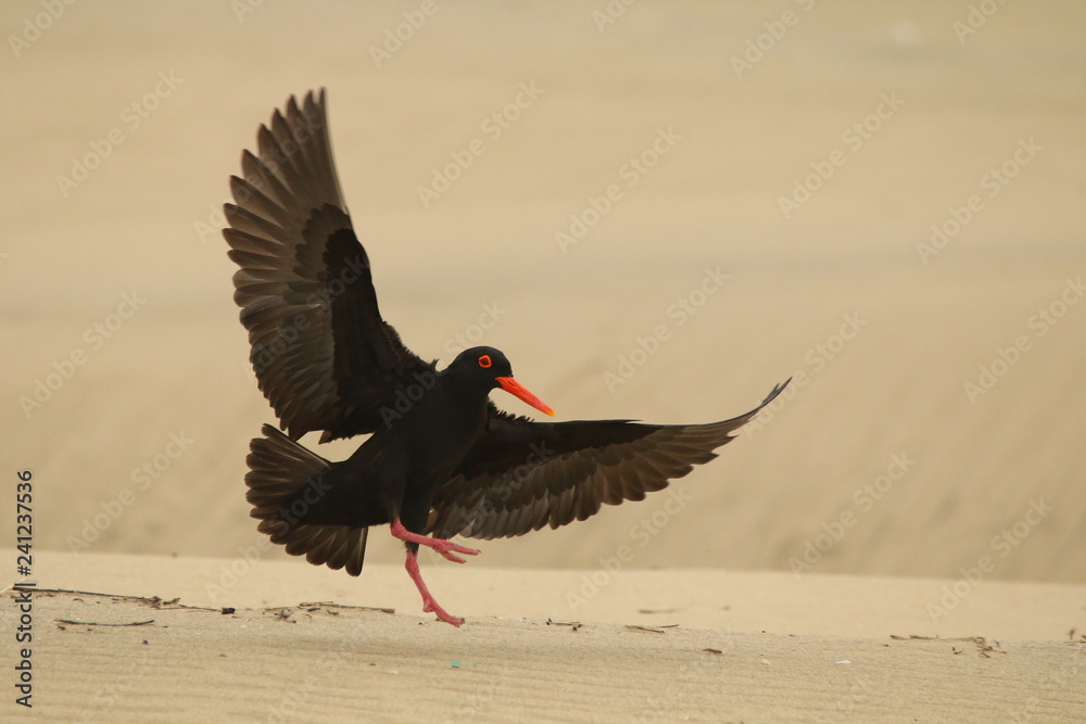 African Black Oystercatcher landing on the beach with wings spread. African Black Oystercatcher landing on the beach with wings spread.