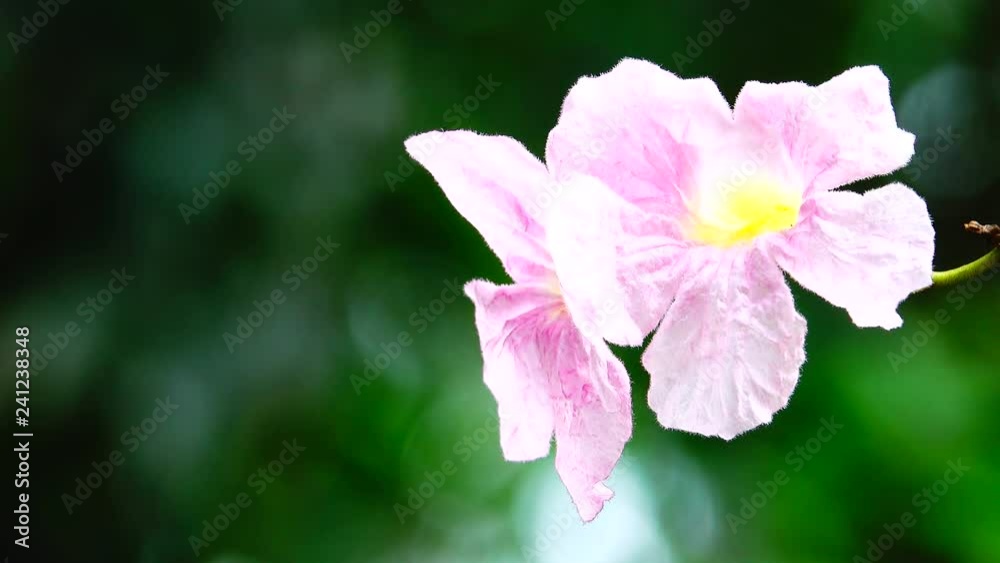 4K Blur focus pink trumpet tree beautiful nature 4K Blur focus pink trumpet tree beautiful nature