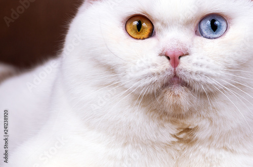 Portrait - Nahaufnahme Odd eyed Katze - 2 verschiedene Augenfarben