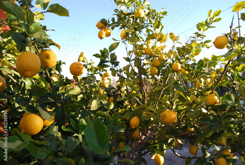 Organic Lemon Tree 